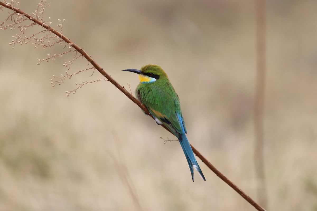 Swallow-tailed Bee-eater - ML620781198