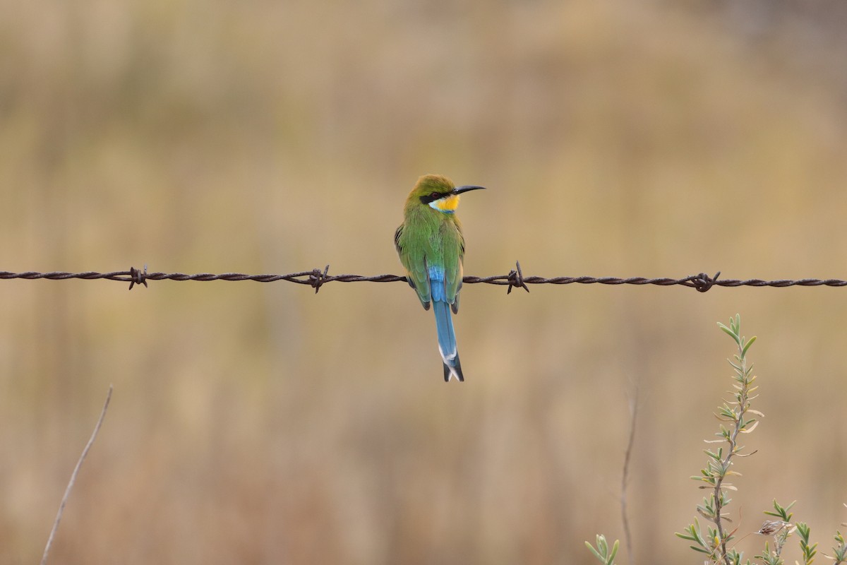 Swallow-tailed Bee-eater - ML620781199