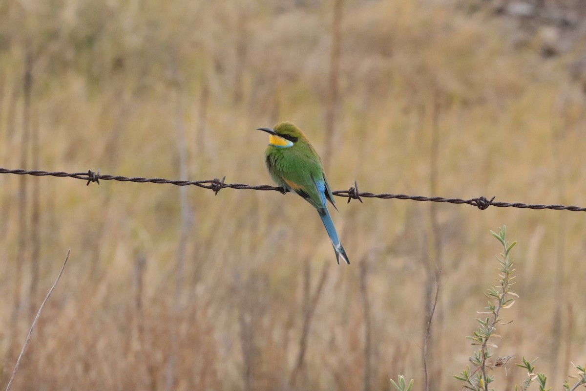 Swallow-tailed Bee-eater - ML620781200
