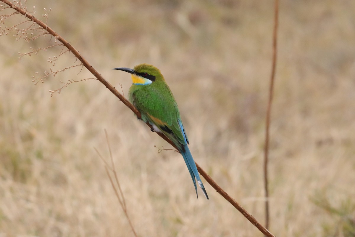 Swallow-tailed Bee-eater - ML620781201