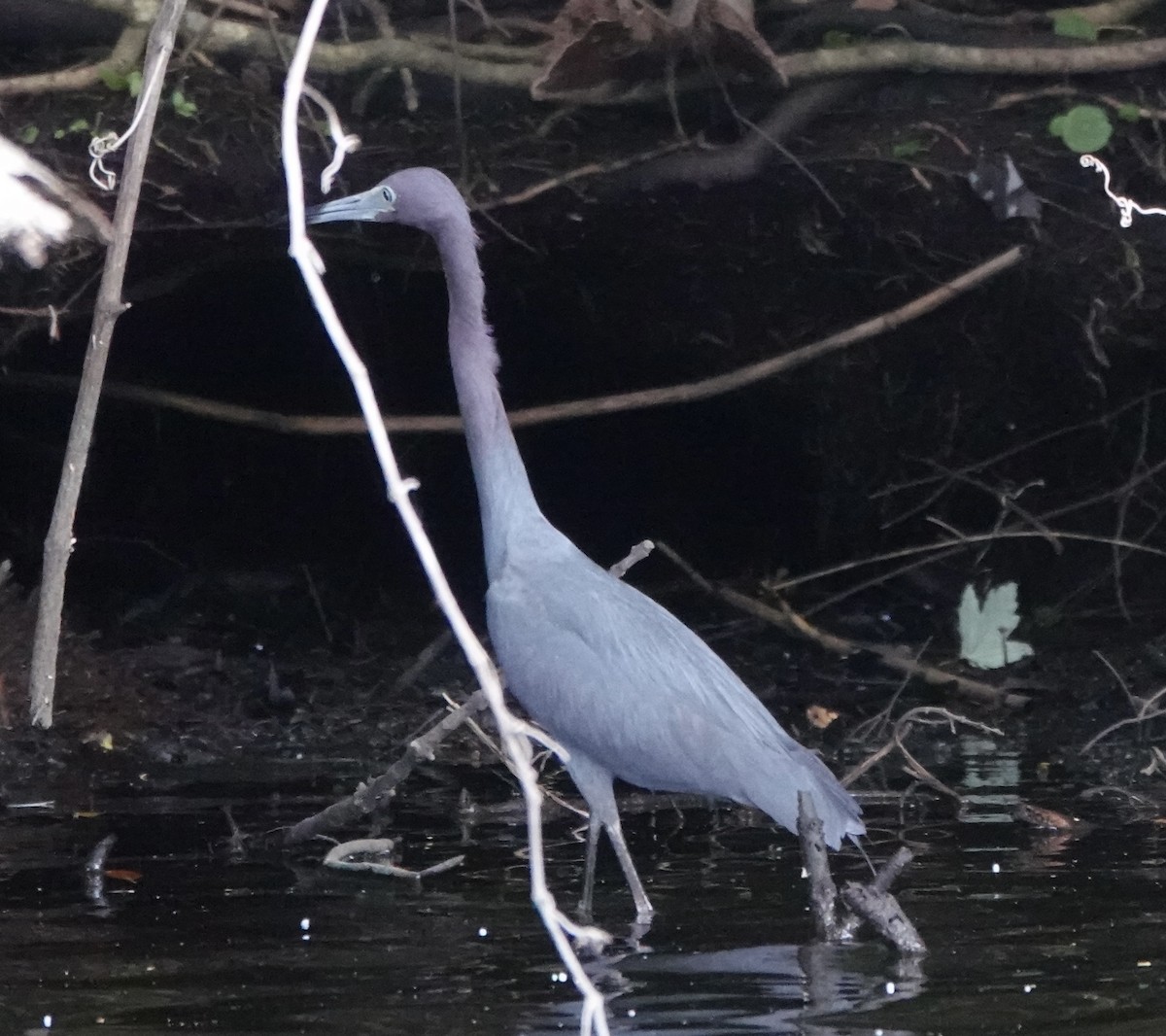 Little Blue Heron - ML620781203