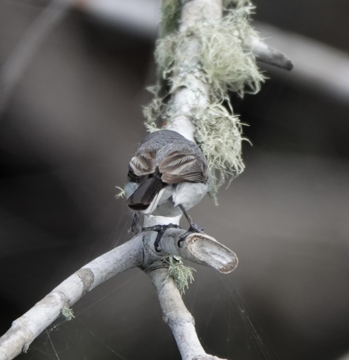 Blue-gray Gnatcatcher - Mary Kimberly