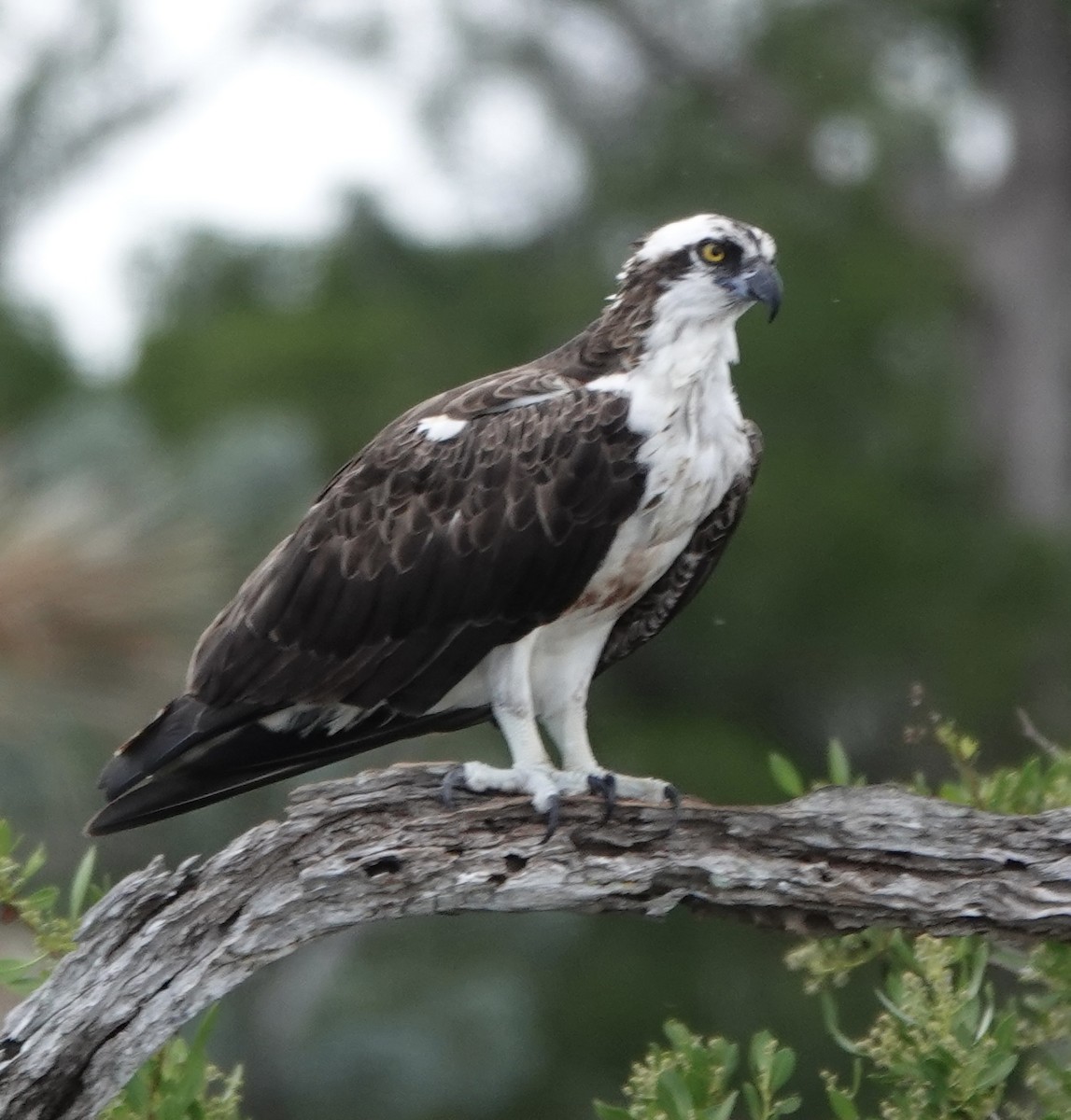 Osprey - Mary Kimberly