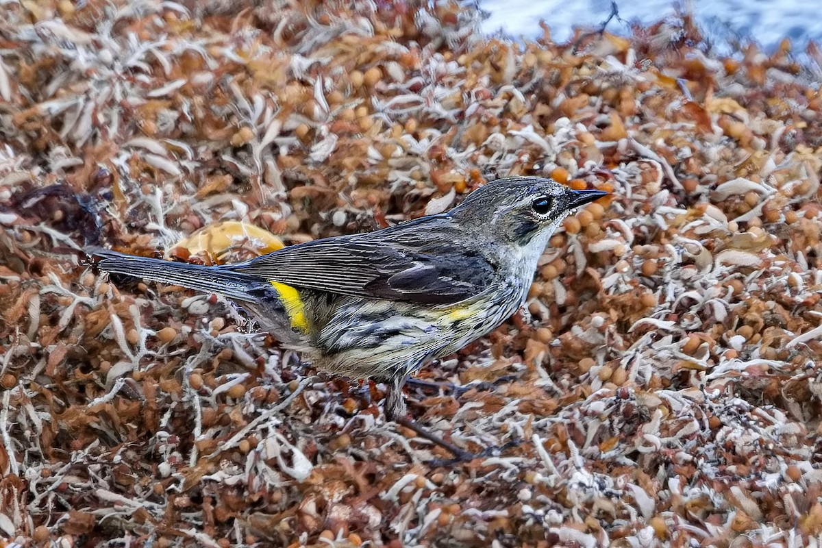 Yellow-rumped Warbler (Myrtle) - ML620781212