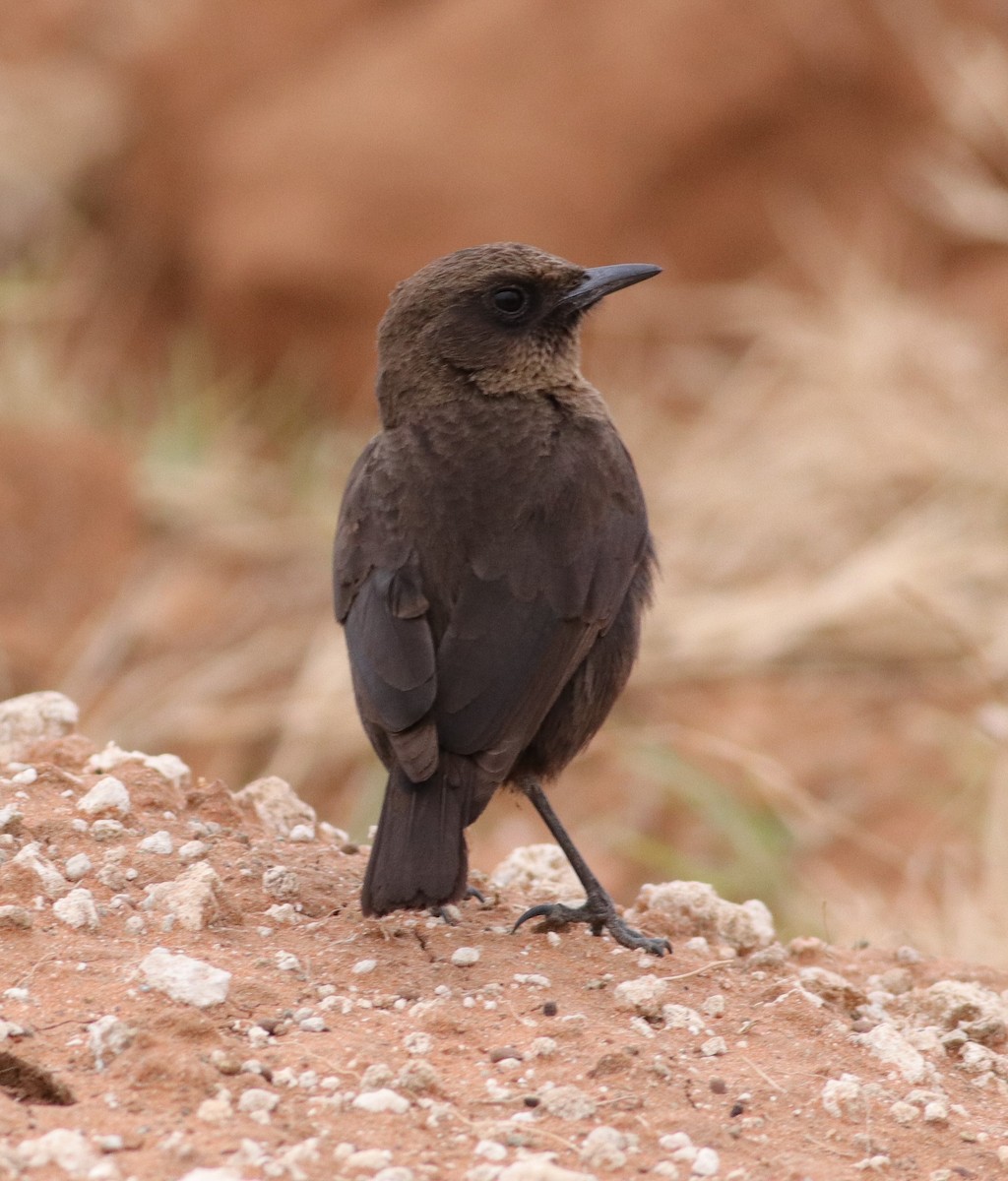 Southern Anteater-Chat - ML620781215