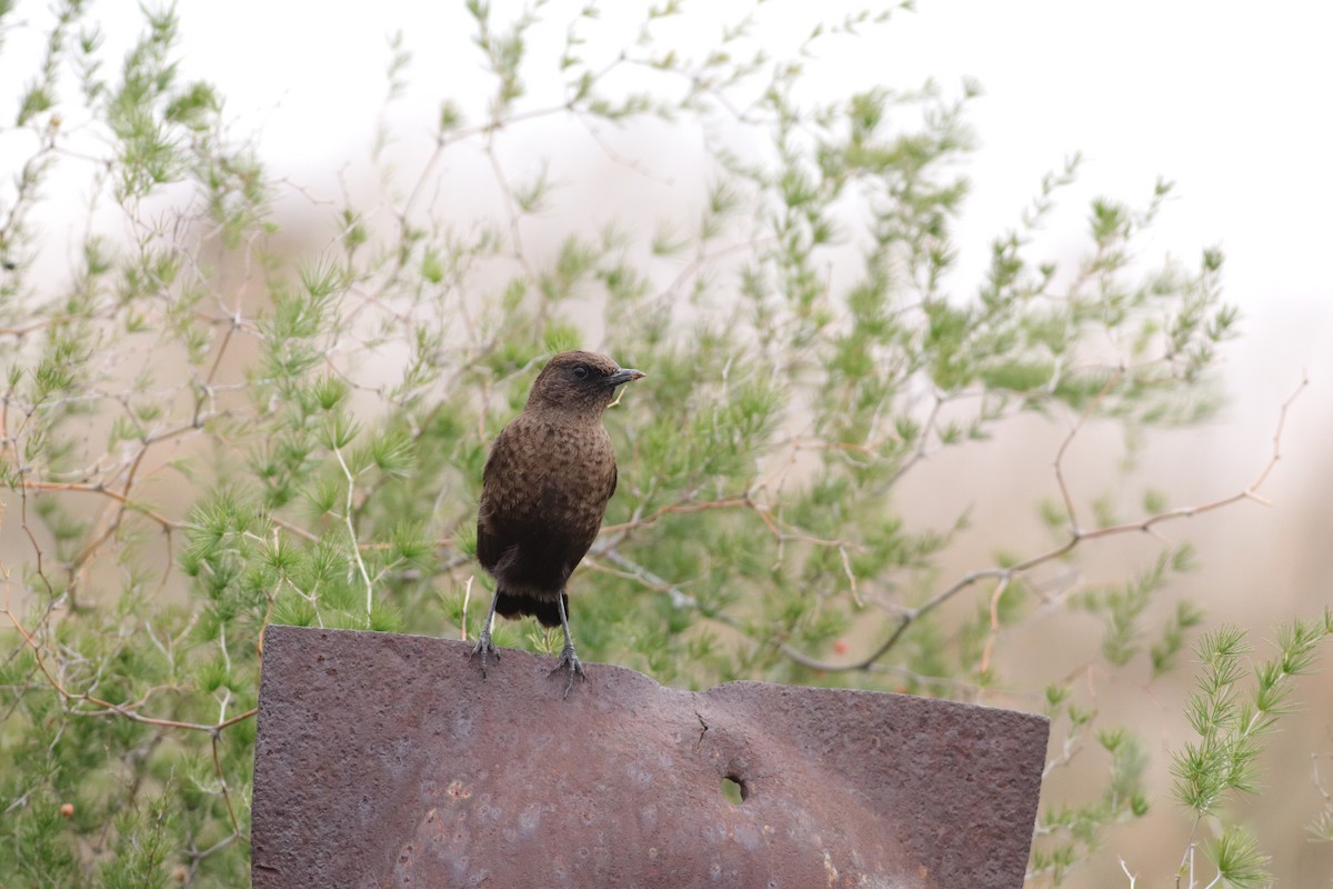 Southern Anteater-Chat - ML620781217