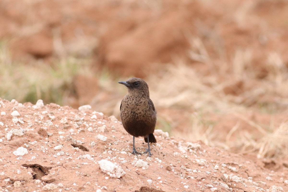 Southern Anteater-Chat - ML620781219