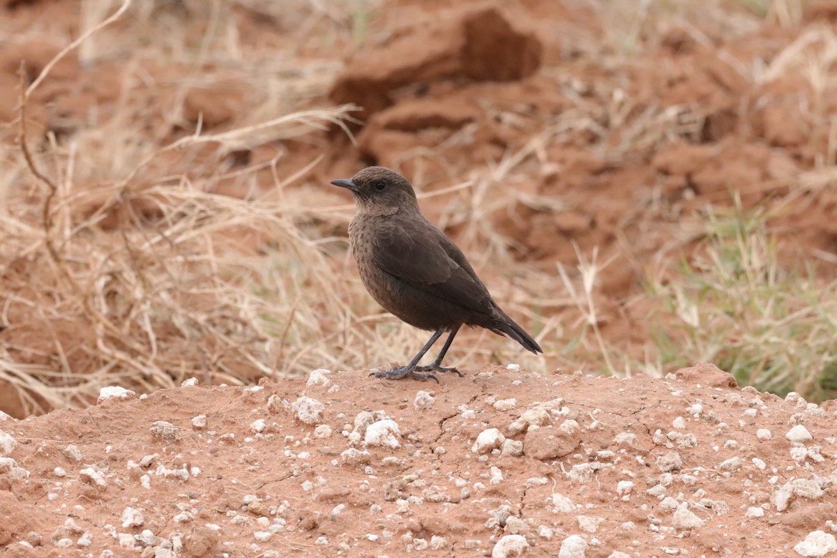 Southern Anteater-Chat - ML620781221