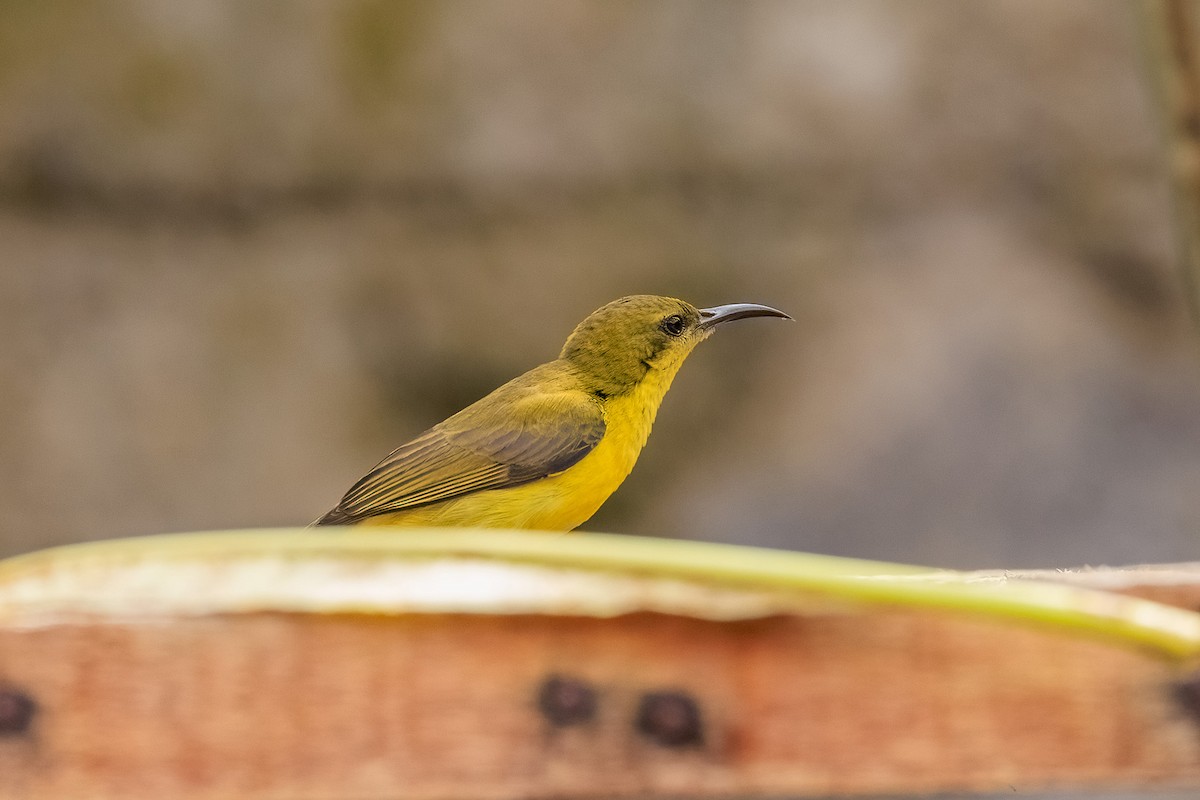 Ornate Sunbird - paul fuller