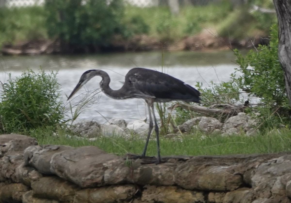 Great Blue Heron (Great Blue) - ML620781225