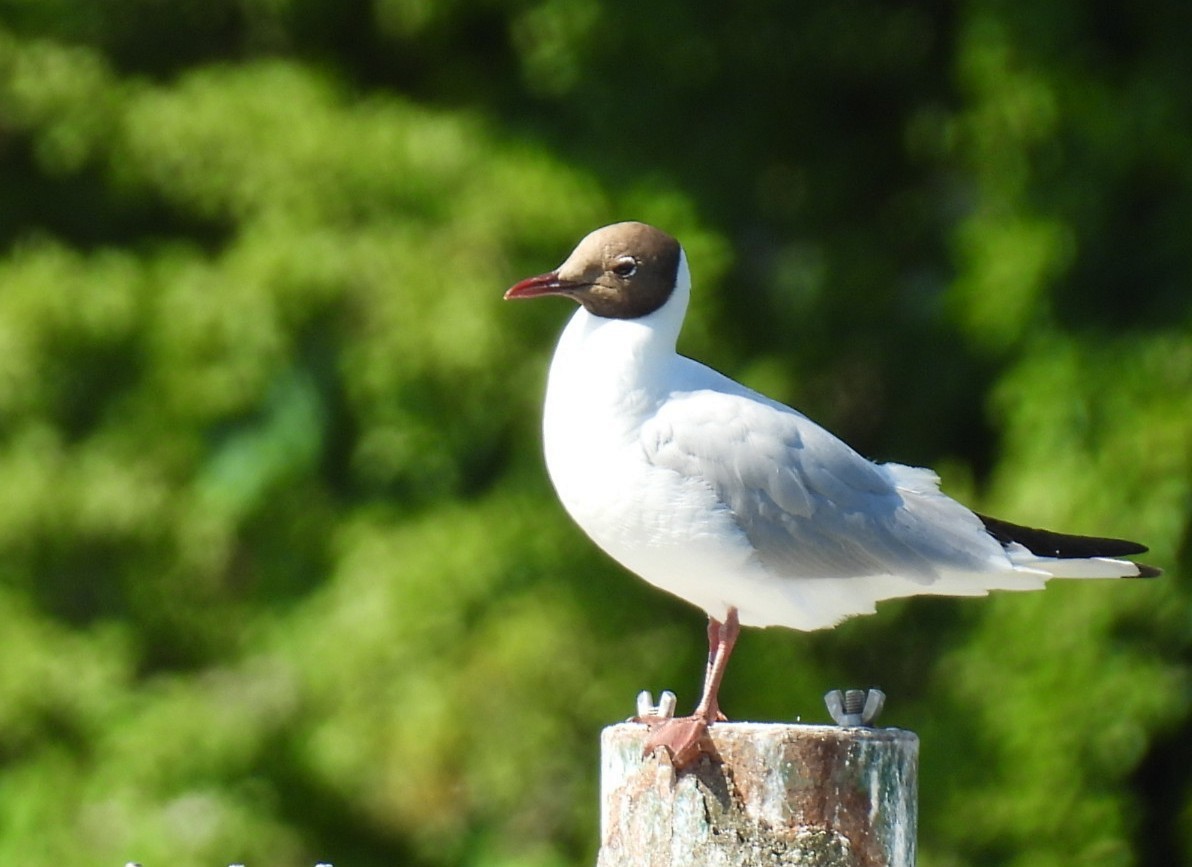 Black-headed Gull - ML620781234