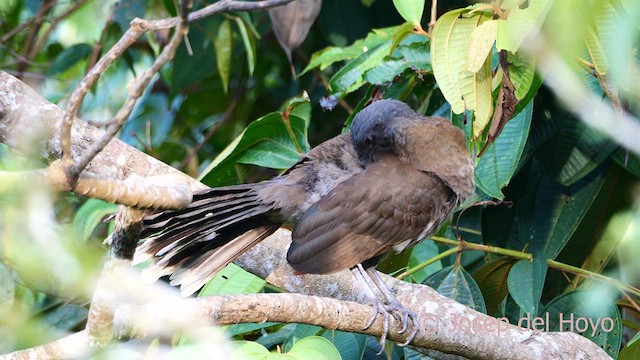 Chachalaca Cabecigrís - ML620781242