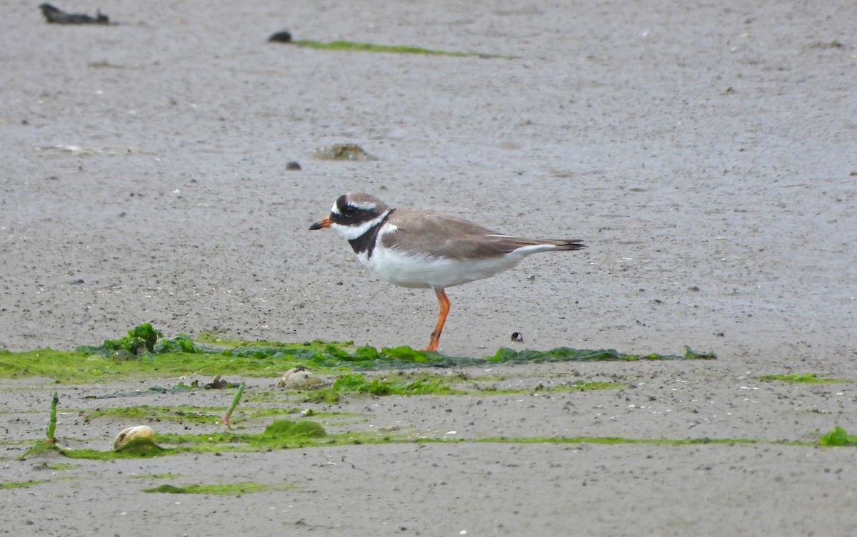 Common Ringed Plover - ML620781250