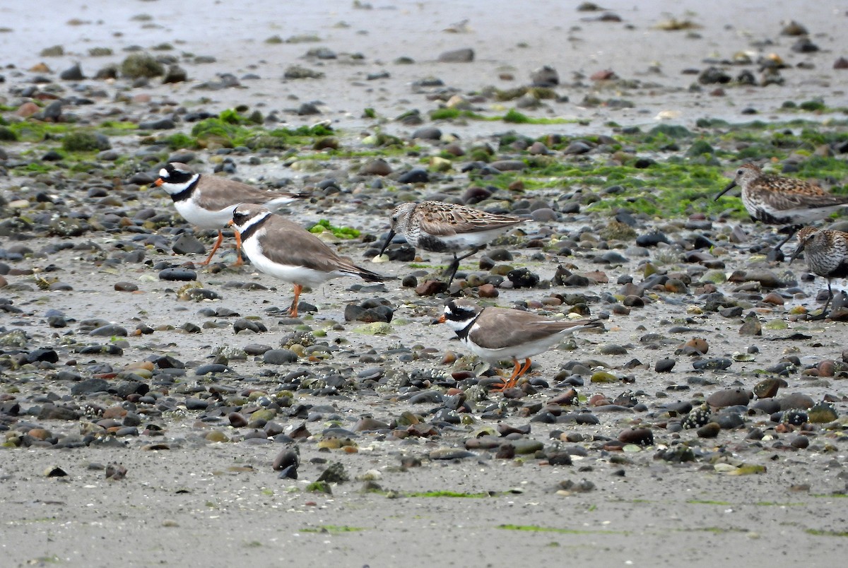 Dunlin - ML620781251