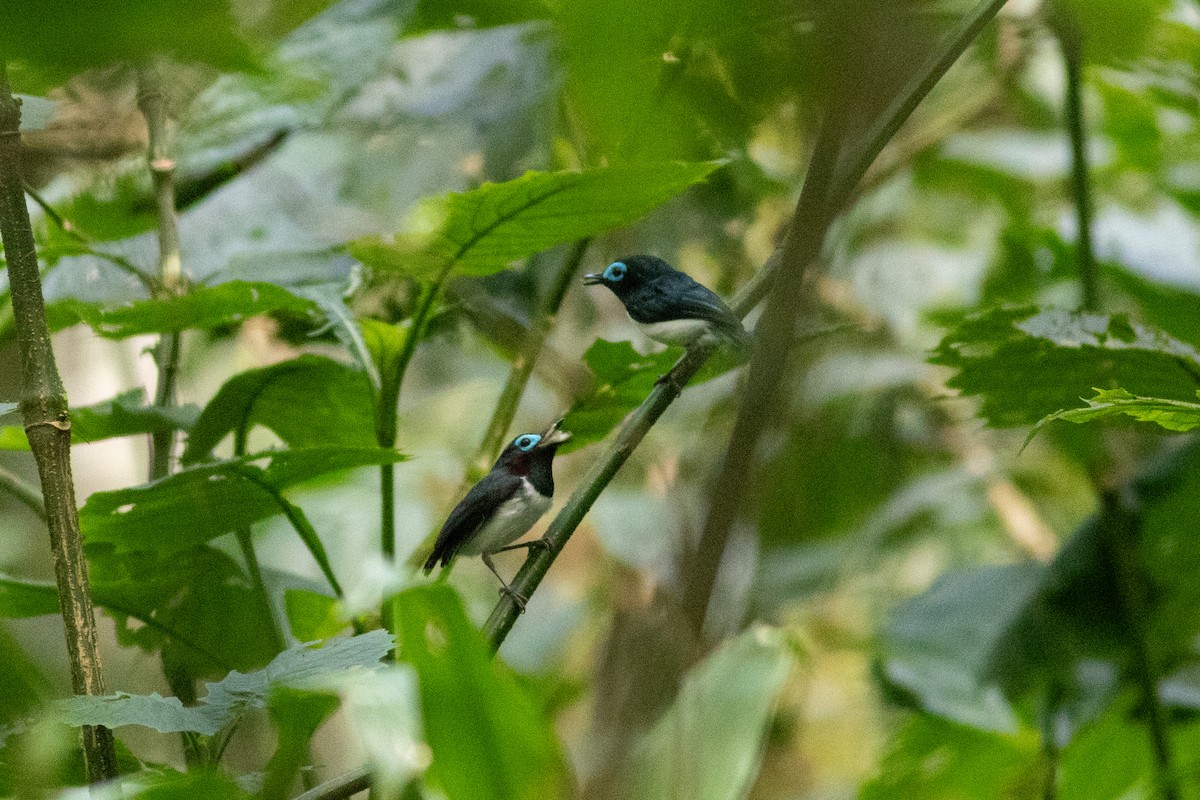 Jameson's Wattle-eye - ML620781263