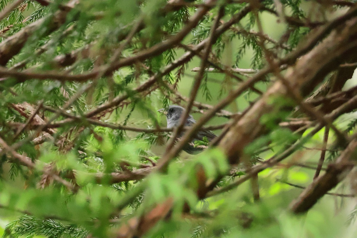 Gray Bunting - ML620781270