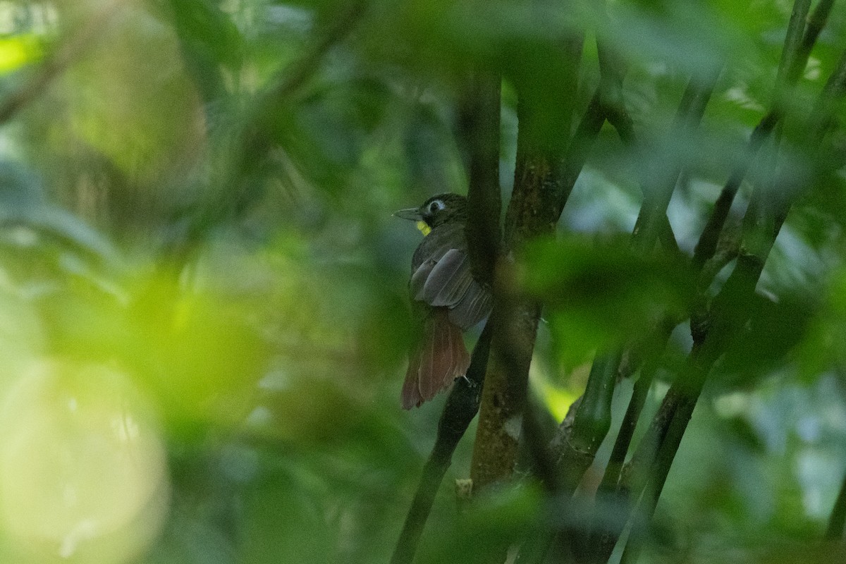 Red-tailed Bristlebill - ML620781271