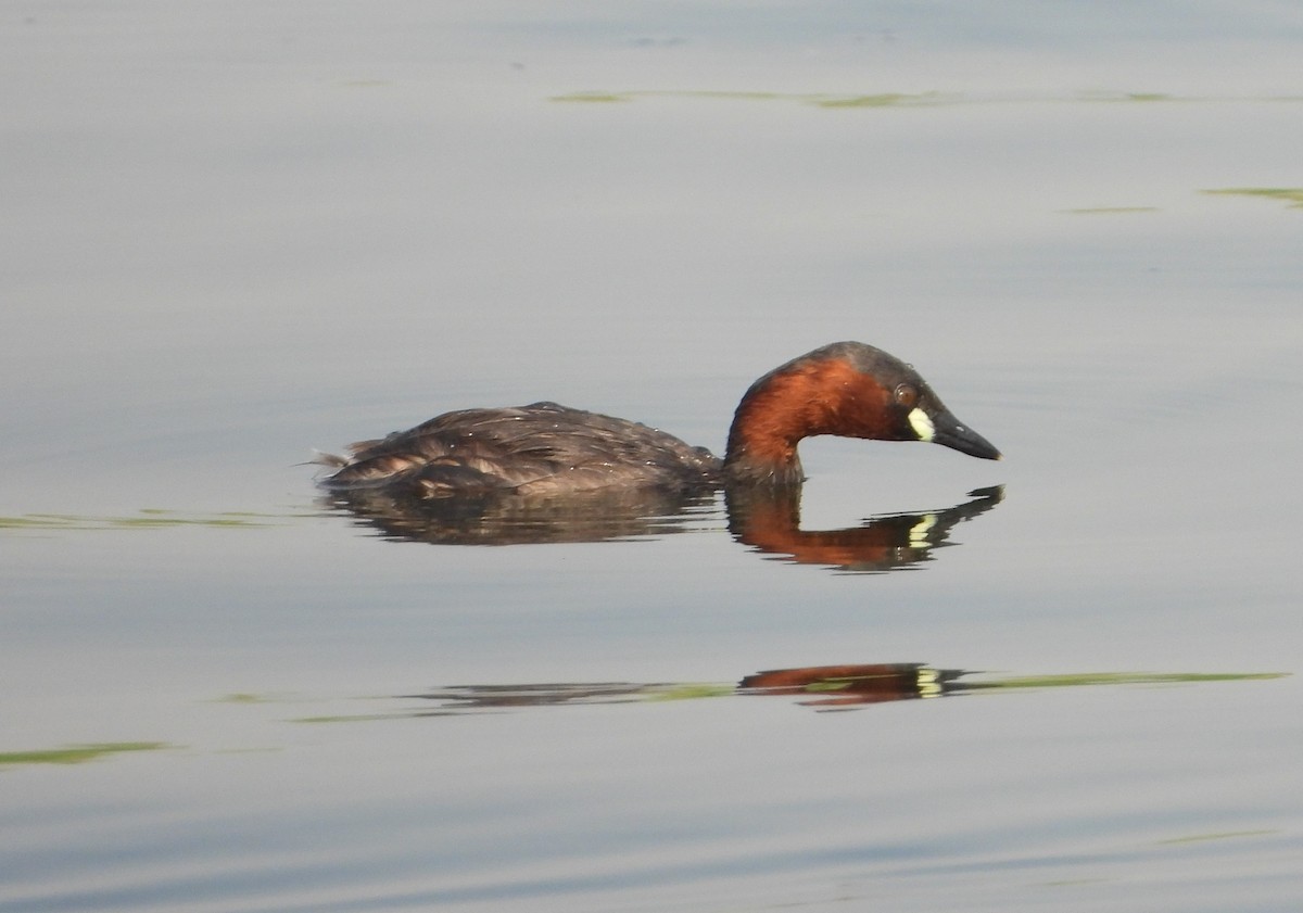 Little Grebe (Little) - ML620781273