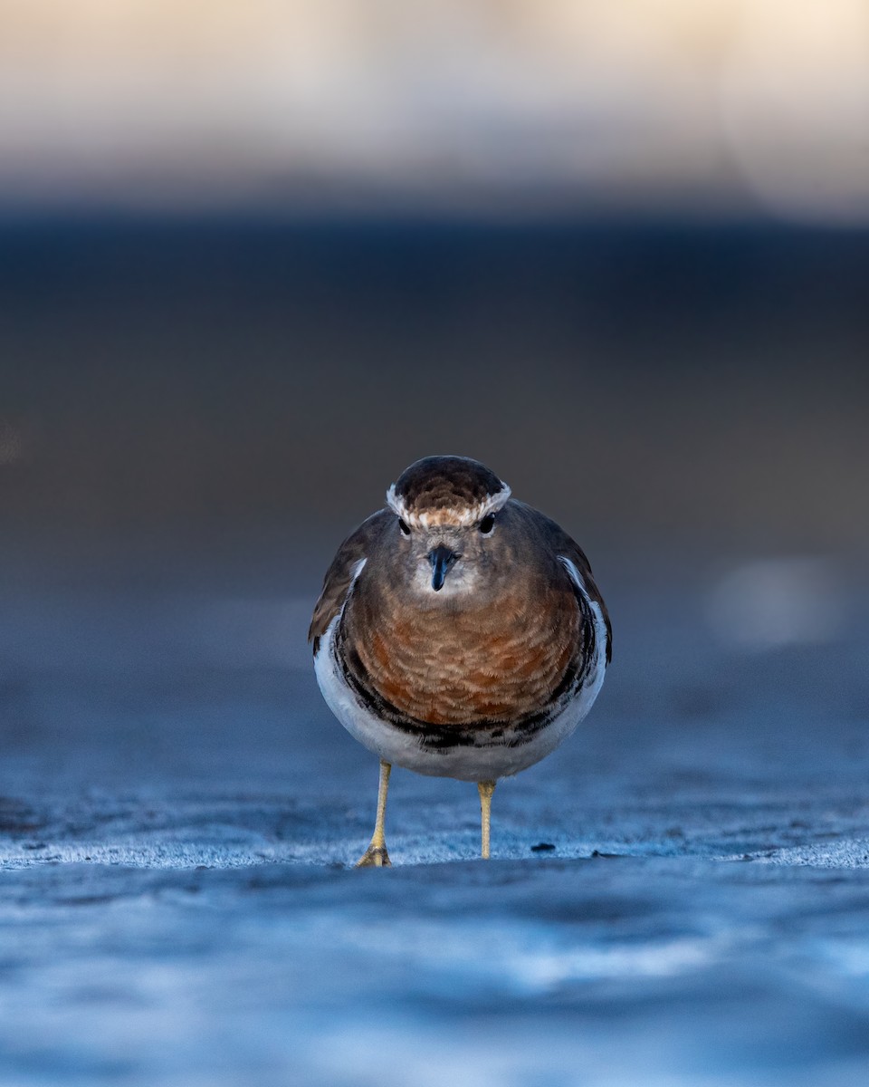 Rufous-chested Dotterel - ML620781277