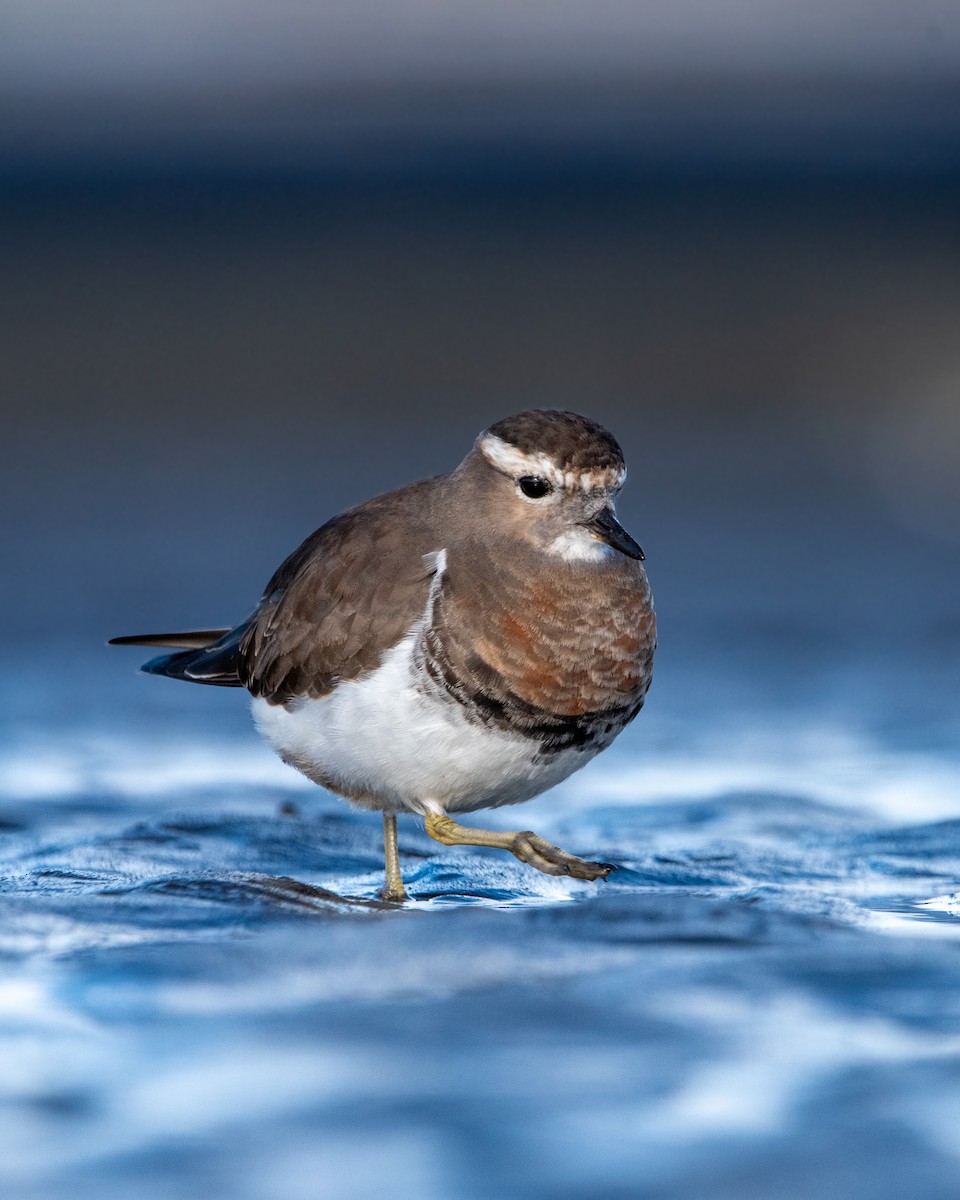 Rufous-chested Dotterel - ML620781278