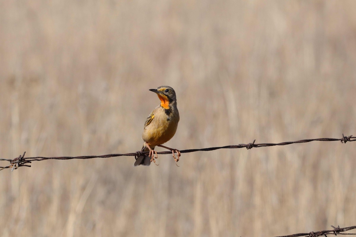 Orange-throated Longclaw - ML620781280