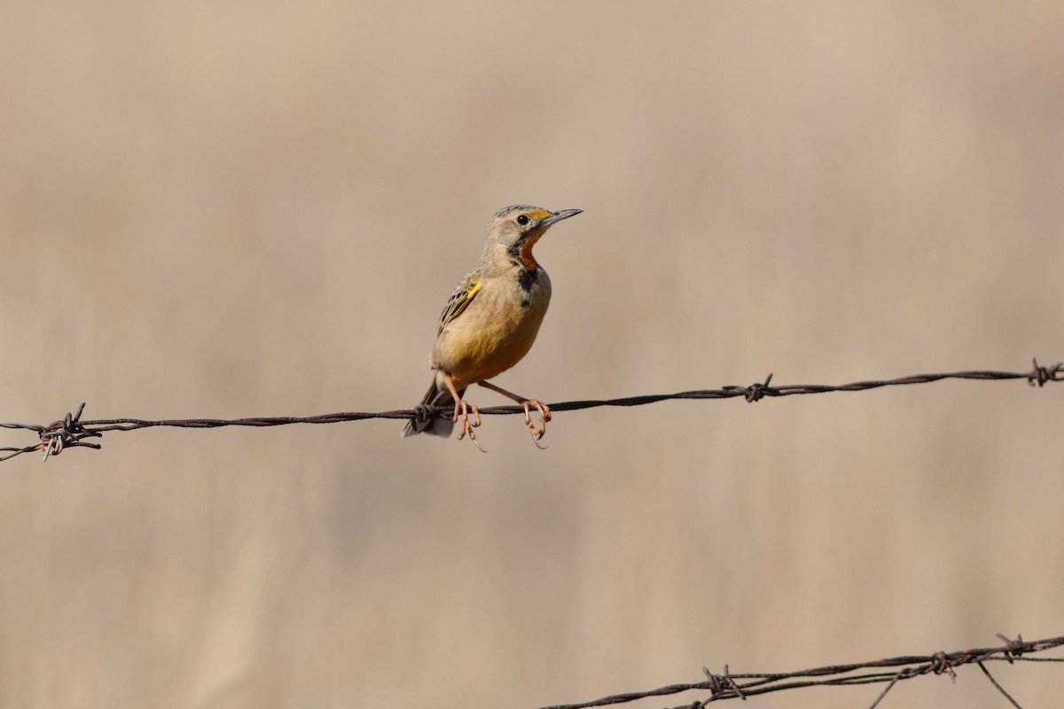 Orange-throated Longclaw - ML620781281