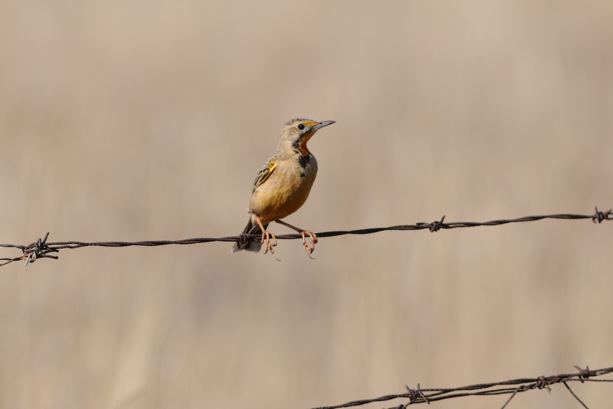 Orange-throated Longclaw - ML620781282