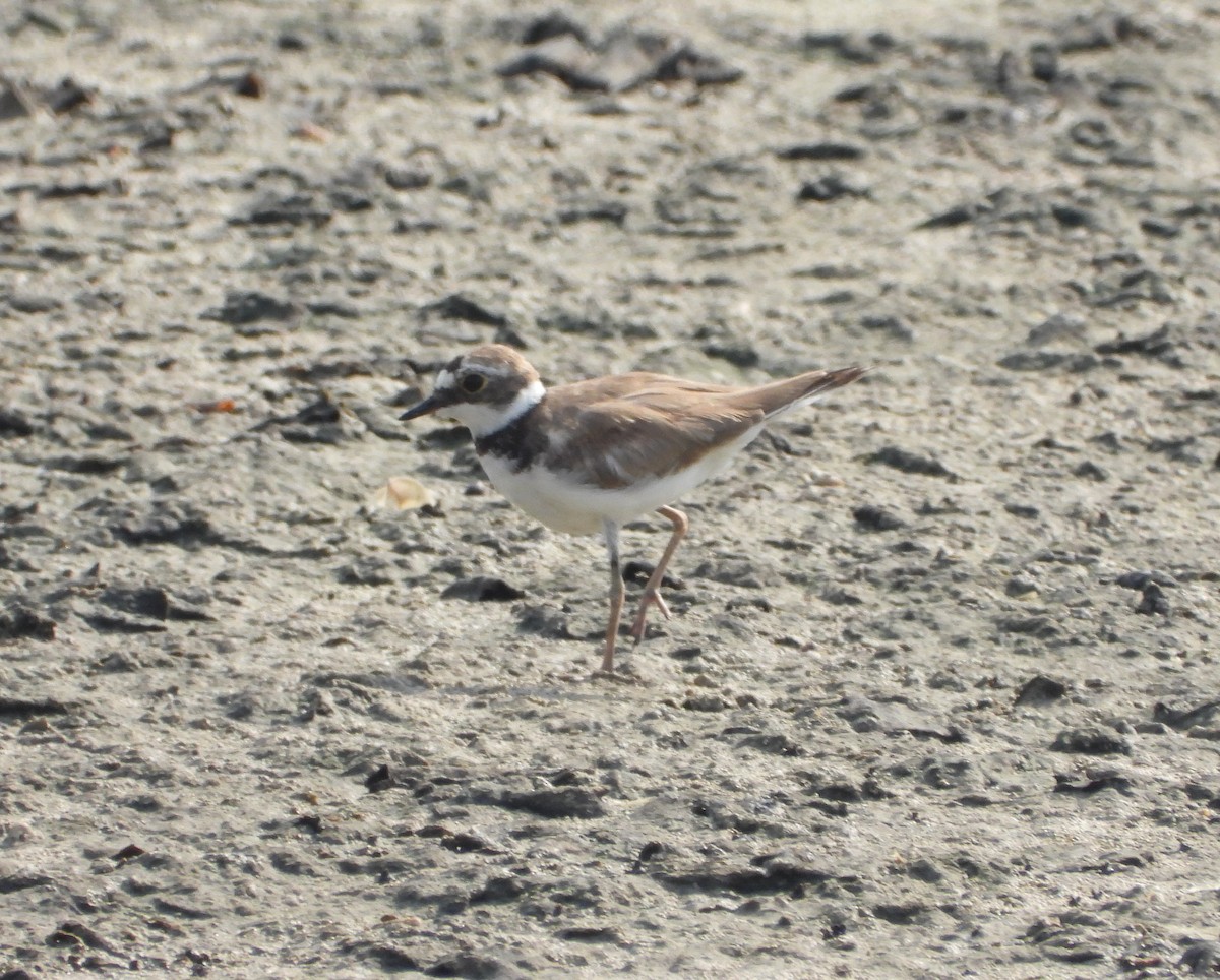 Little Ringed Plover (curonicus) - ML620781287