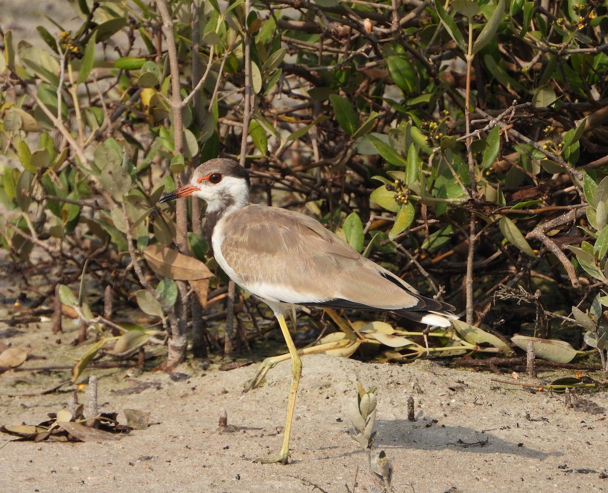 Red-wattled Lapwing - ML620781289