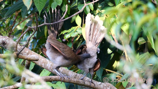Ortalide à tête grise - ML620781291