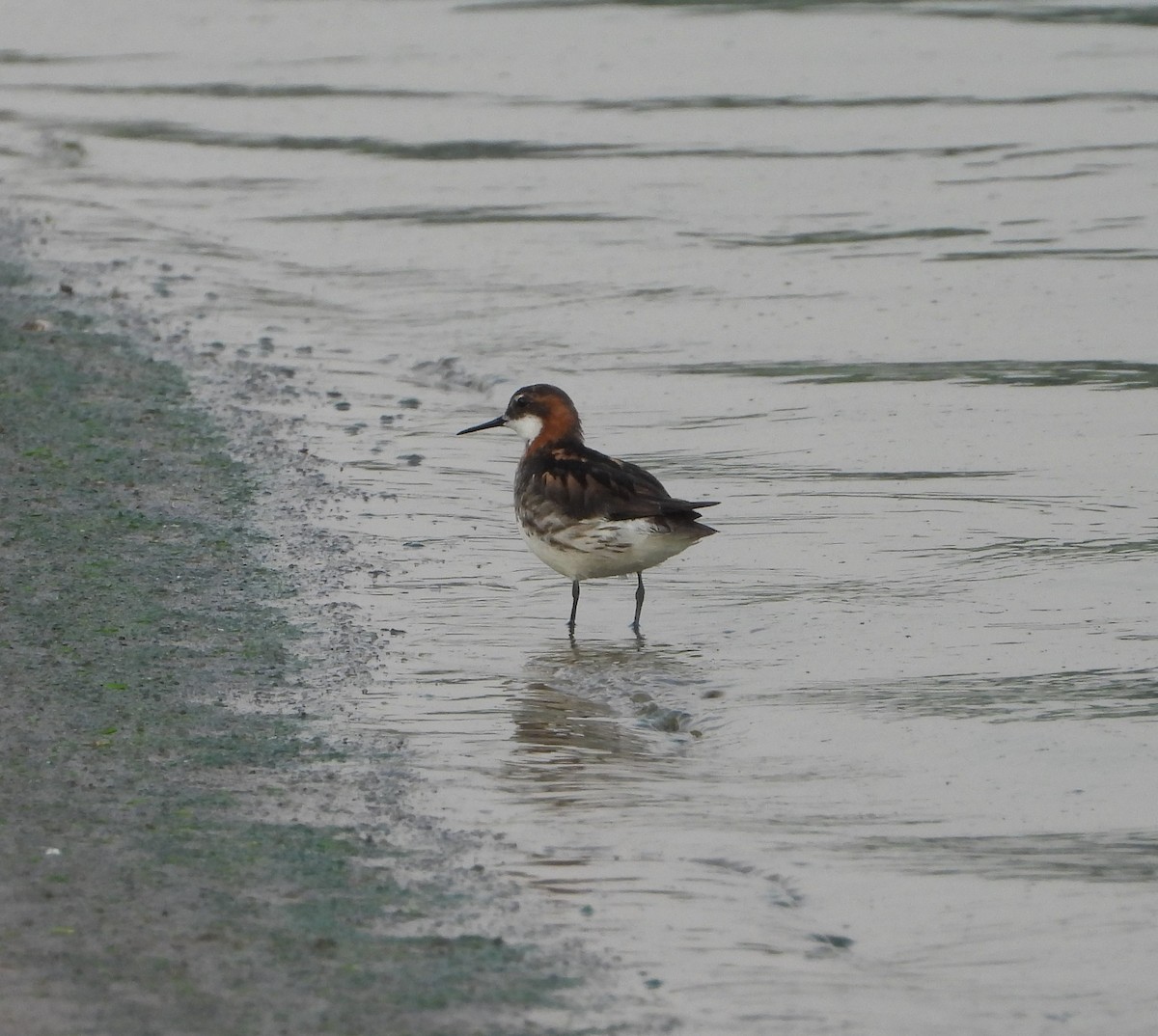 Red-necked Phalarope - ML620781292