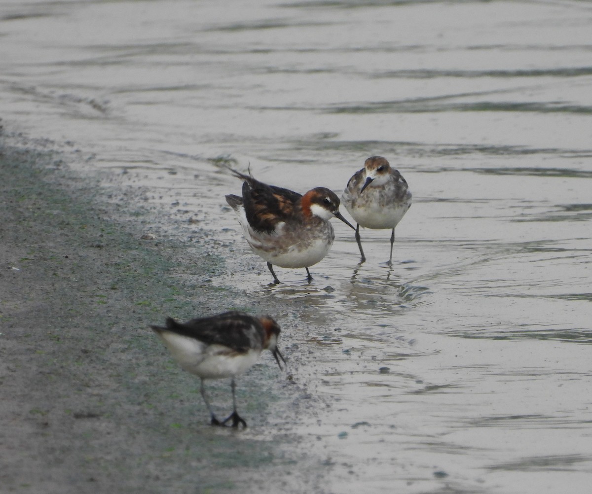 Red-necked Phalarope - ML620781295