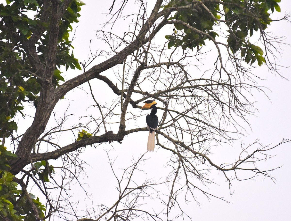 Malabar Pied-Hornbill - ML620781296