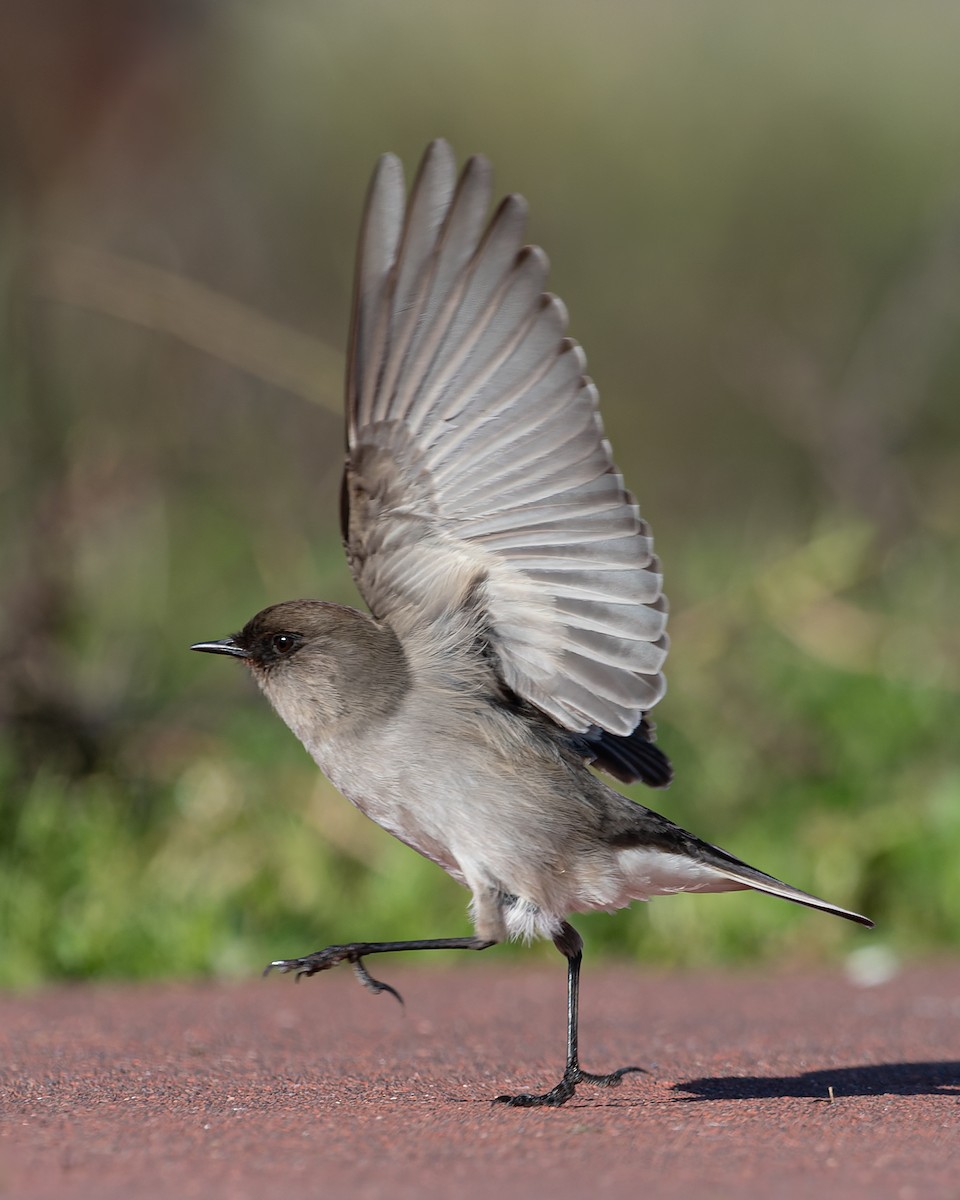 Dark-faced Ground-Tyrant - ML620781304