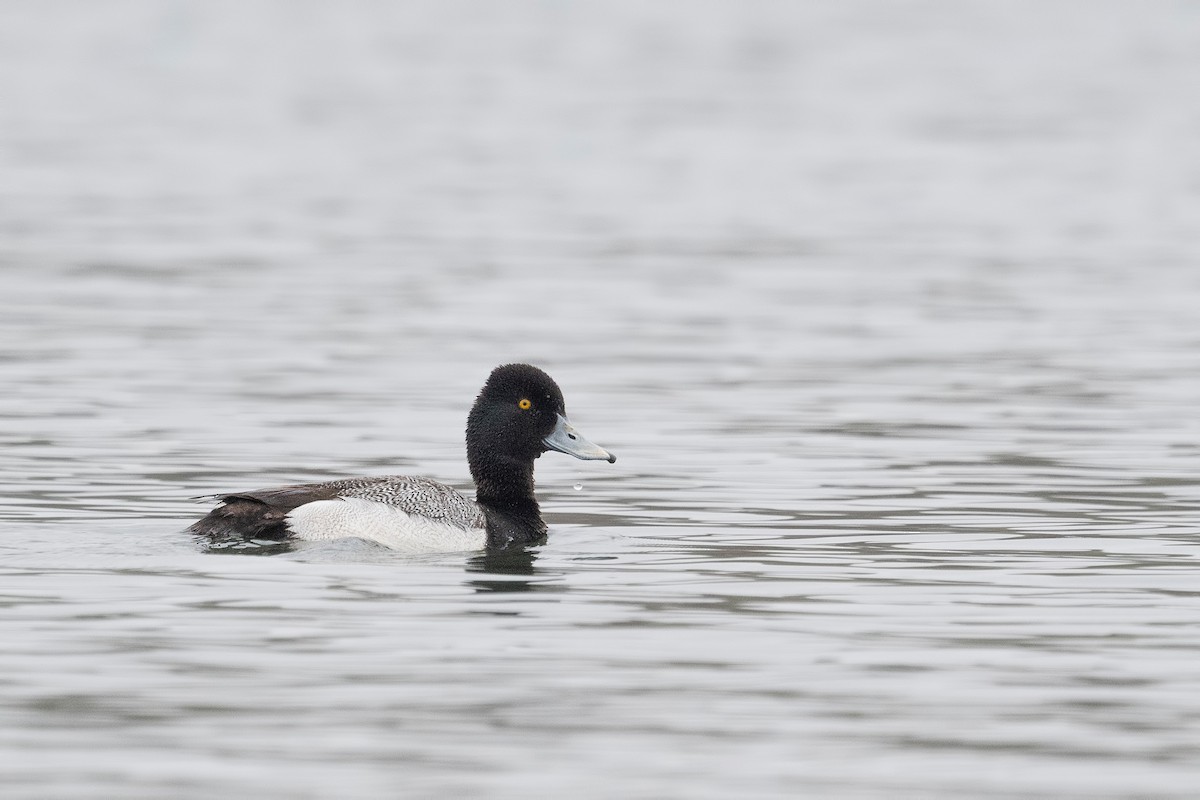 Lesser Scaup - ML620781308