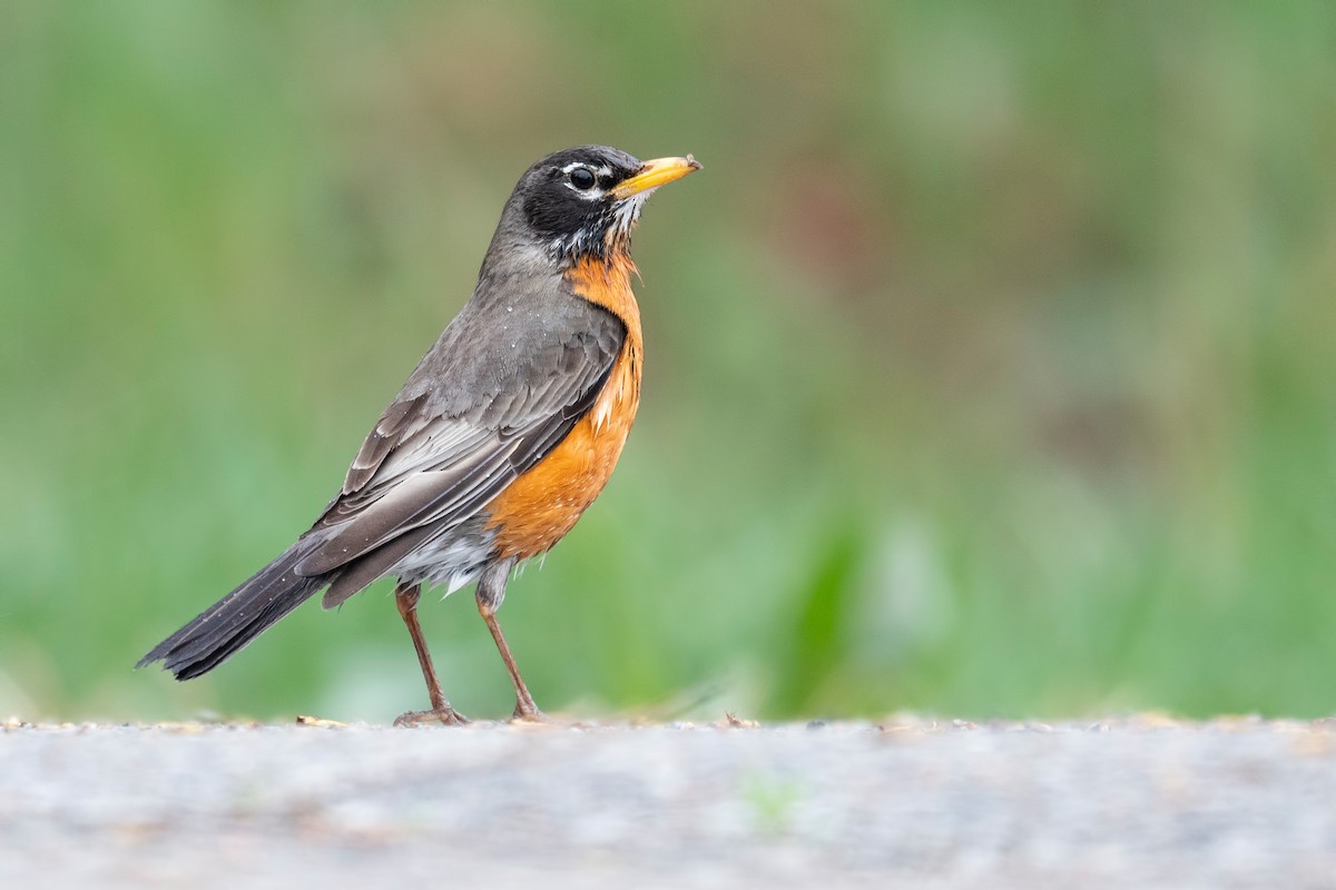 American Robin - ML620781313