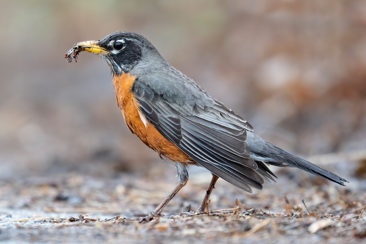 American Robin - ML620781314