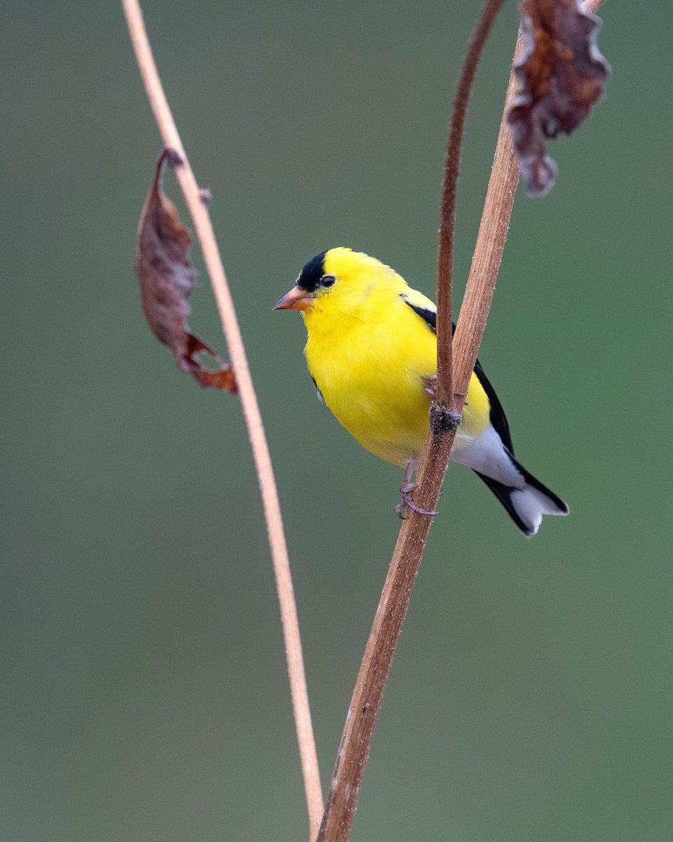 American Goldfinch - ML620781315