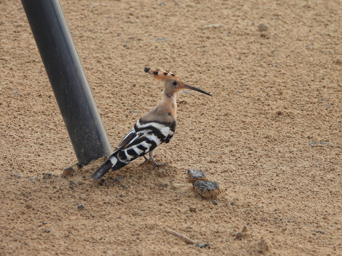 Eurasian Hoopoe (Eurasian) - ML620781316