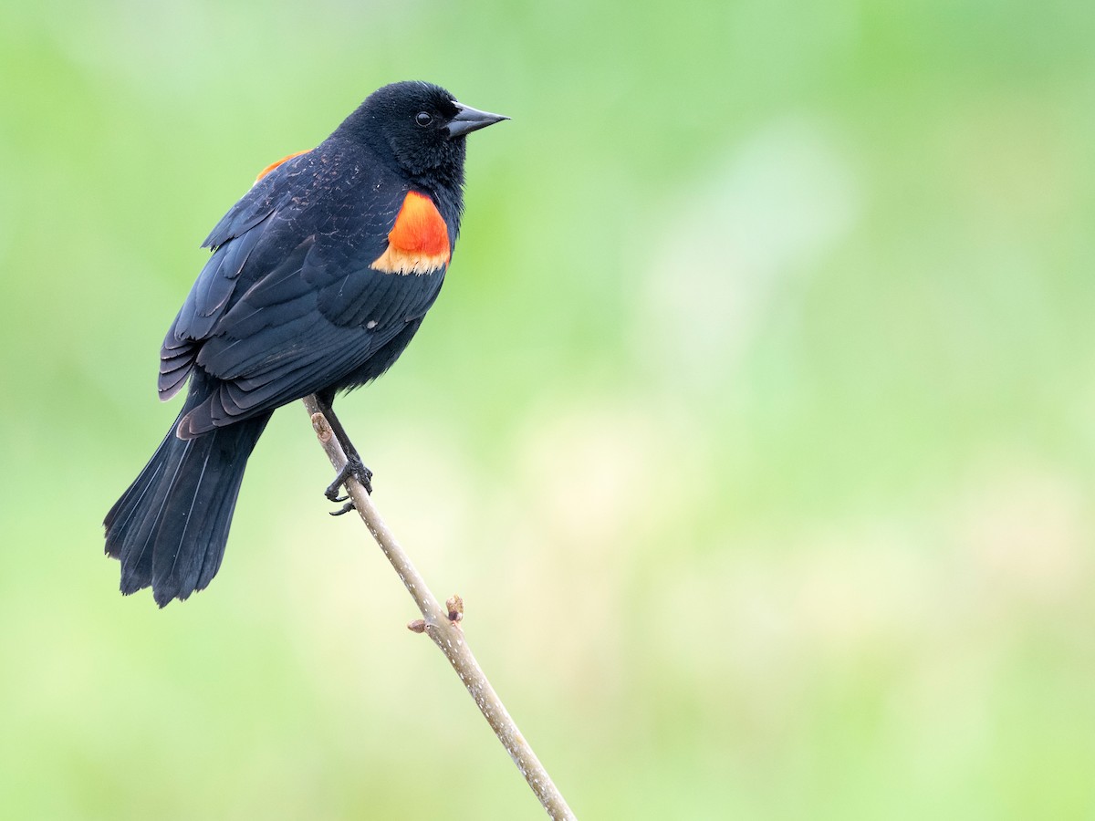 Red-winged Blackbird - ML620781317