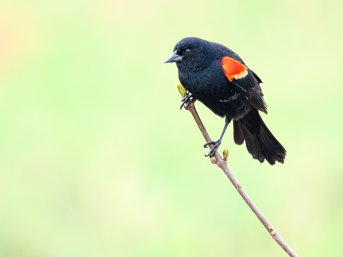 Red-winged Blackbird - ML620781318