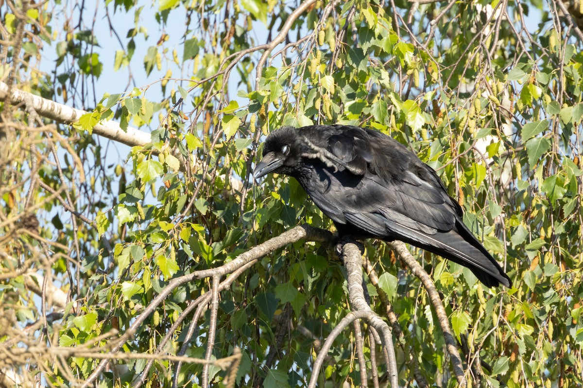 Carrion Crow - ML620781319