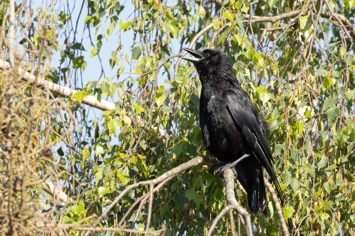 Carrion Crow - ML620781320