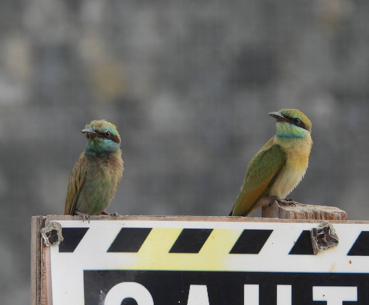 Arabian Green Bee-eater - ML620781321