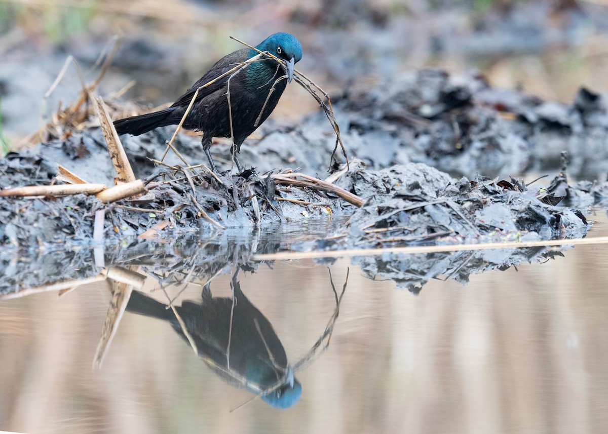 Common Grackle - ML620781323