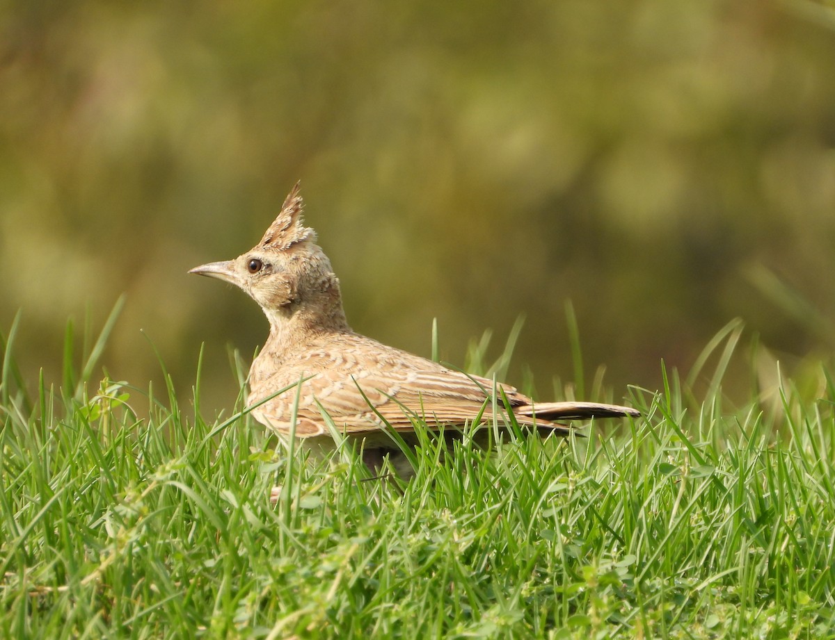 Crested Lark - ML620781324