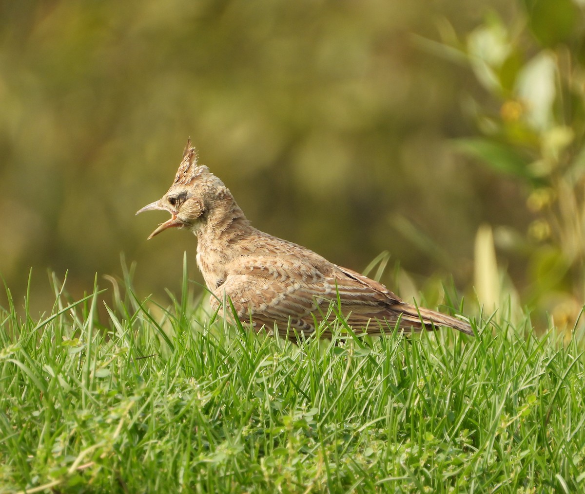 Crested Lark - Xander Vissering