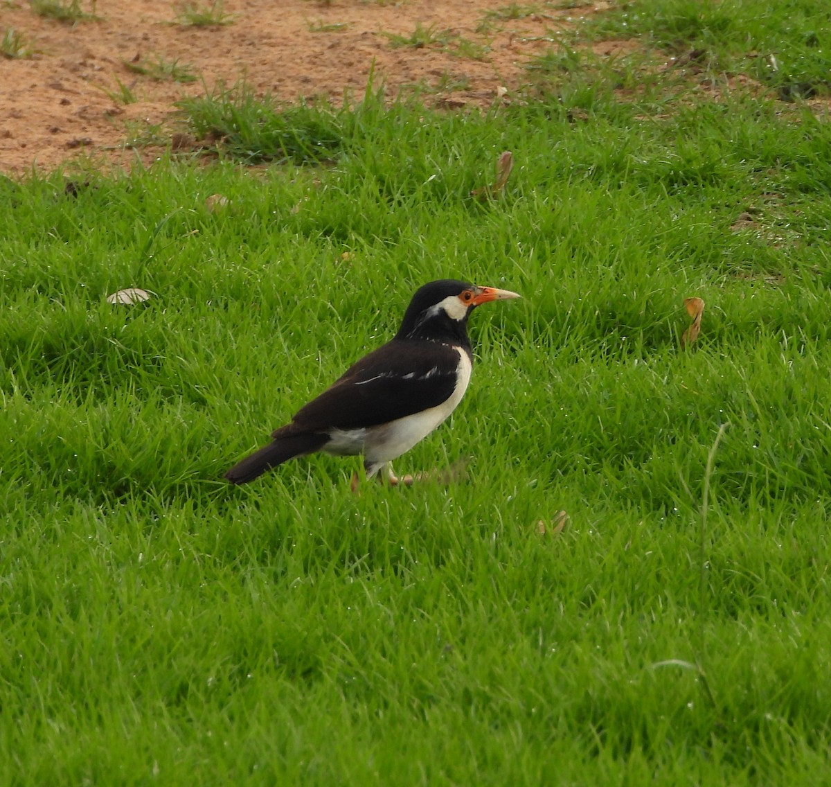 Indian Pied Starling - ML620781331