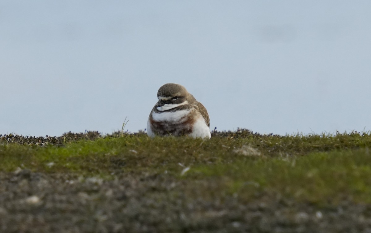 Double-banded Plover - ML620781333