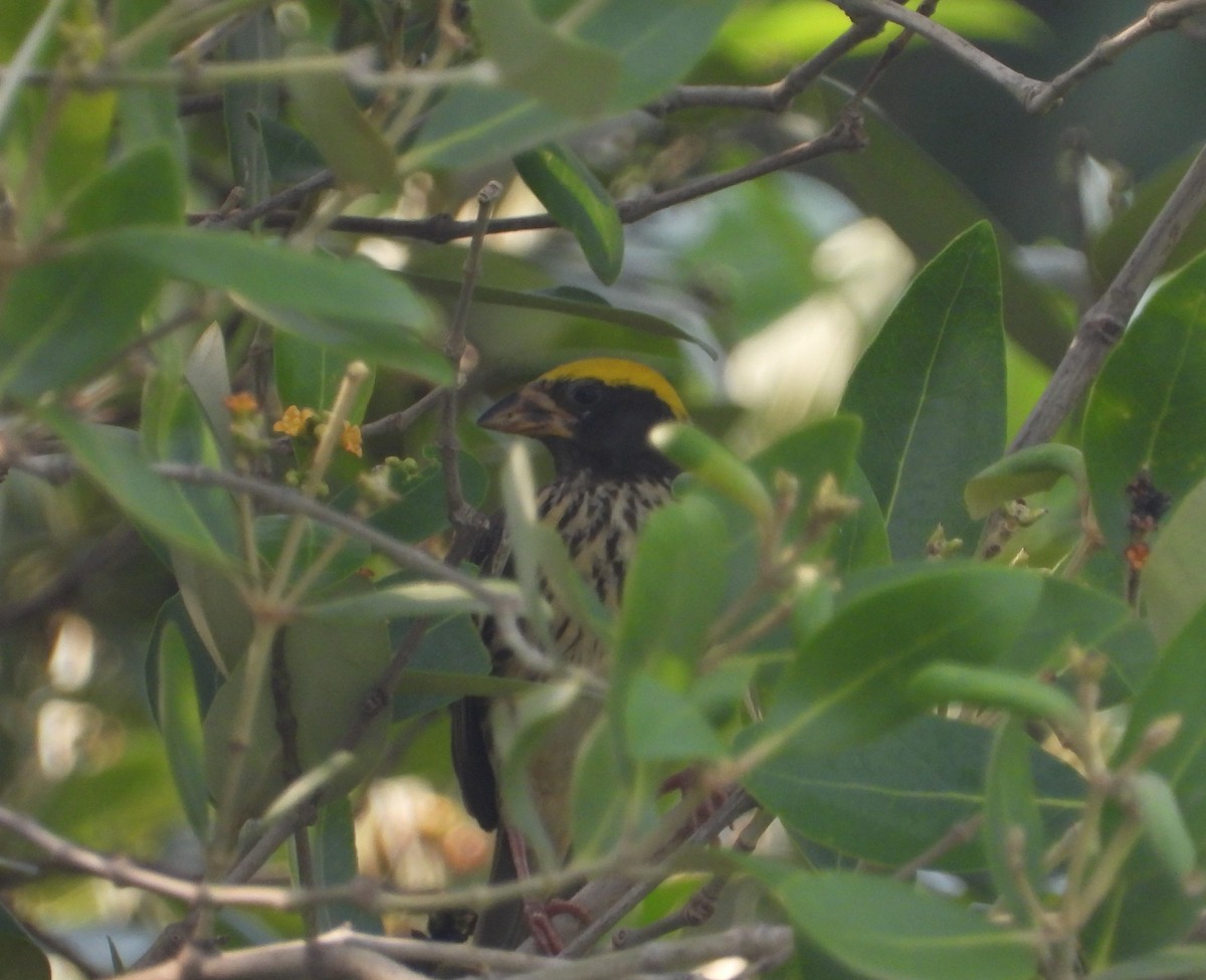 Streaked Weaver - ML620781334